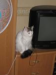     
: 340.jpg
: 28
:	68.4 
ID:	2858730