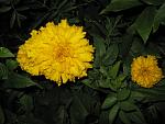    
: IMG_5166.JPG
: 14
:	54.8 
ID:	2859824