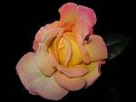     
: IMG_5168.JPG
: 13
:	30.5 
ID:	2859825