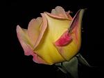     
: IMG_5171.JPG
: 24
:	27.8 
ID:	2859828