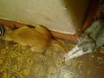     
: z_21eefb4d.jpg
: 46
:	133.9 
ID:	2868608
