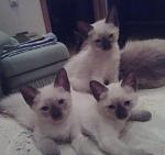     
: 23062011713.jpg
: 32
:	81.0 
ID:	2875782