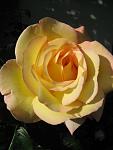    
: IMG_3095.JPG
: 3
:	38.8 
ID:	2878293