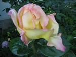     
: IMG_3109.JPG
: 4
:	43.4 
ID:	2878294