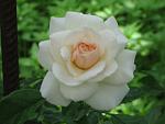     
: IMG_3600.JPG
: 4
:	37.1 
ID:	2878296
