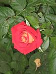     
: IMG_4172.JPG
: 5
:	50.4 
ID:	2878297
