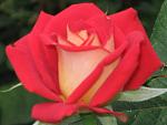     
: IMG_4174.JPG
: 3
:	37.0 
ID:	2878298
