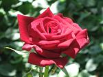     
: IMG_4188.JPG
: 10
:	48.9 
ID:	2878306