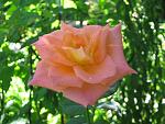     
: IMG_4189.JPG
: 4
:	60.8 
ID:	2878310