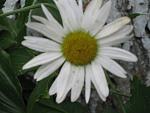     
: IMG_4164.JPG
: 7
:	40.2 
ID:	2878312