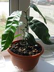     
: mango1.jpg
: 59
:	61.3 
ID:	288133