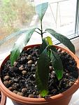     
: mango2.jpg
: 36
:	70.8 
ID:	288137