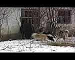     
: Буржуй серый.JPG
: 40
:	79.6 
ID:	2886712
