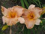     
: IMG_1462.JPG
: 13
:	159.0 
ID:	2887652