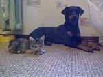     
: cat2.jpg
: 48
:	108.4 
ID:	2887944