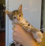     
: cat1.jpg
: 28
:	64.2 
ID:	2887957