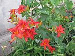     
: IMG_1527.JPG
: 17
:	246.6 
ID:	2890605