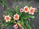     
: IMG_1521.JPG
: 15
:	249.0 
ID:	2890625