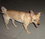     
: IMG_6607.jpg
: 75
:	127.5 
ID:	2891119