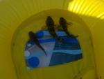     
: 20072011025.jpg
: 20
:	79.5 
ID:	2893690