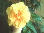     
: IMG0098A.jpg
: 9
:	8.5 
ID:	2913679