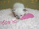     
: P6150008.JPG
: 19
:	61.4 
ID:	2915857