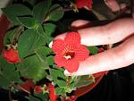     
: IMG_2781.jpg
: 11
:	104.6 
ID:	2917025