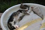     
: IMG_0597.JPG
: 91
:	91.6 
ID:	2921730