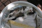     
: IMG_0607.JPG
: 86
:	96.2 
ID:	2921731