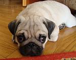     
: DSC03396.jpg
: 39
:	84.1 
ID:	292191