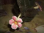     
: DSCF1690.JPG
: 32
:	114.5 
ID:	2936250