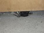     
: P6250006.JPG
: 73
:	70.9 
ID:	2951058