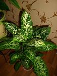     
: DSC08187.JPG
: 31
:	39.6 
ID:	2953686