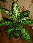     
: DSC08184.JPG
: 29
:	40.5 
ID:	2953688