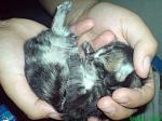     
: y_43b36a66.jpg
: 48
:	135.4 
ID:	2958759