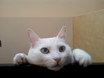     
: Фото-0011.jpg
: 14
:	49.4 
ID:	2964596