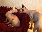    
: IMG_4114.jpg
: 45
:	118.4 
ID:	2974461