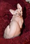     
: IMG_4118.jpg
: 43
:	115.0 
ID:	2974462
