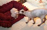     
: IMG_4142.jpg
: 51
:	130.1 
ID:	2974468