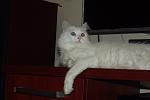     
: DSCF1525.JPG
: 18
:	284.2 
ID:	2989619