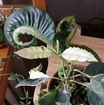     
: P8160582s.jpg
: 32
:	141.8 
ID:	2993578