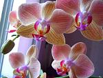     
: pic 1076.jpg
: 40
:	133.5 
ID:	3010464