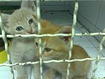     
: 22082011281.jpg
: 41
:	105.9 
ID:	3011043
