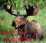     
: moose2.JPG
: 9
:	52.6 
ID:	3022709