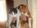     
: DSC03175.JPG
: 48
:	83.1 
ID:	3029215