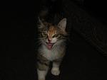     
: IMG_1738.JPG
: 73
:	40.3 
ID:	303205