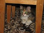     
: IMG_1743.JPG
: 69
:	78.2 
ID:	303207