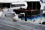     
: DSC_0642.jpg
: 23
:	130.9 
ID:	3034703
