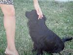     
: 40_dog.jpg
: 84
:	159.5 
ID:	3038759