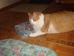     
: DSC03248.JPG
: 25
:	96.0 
ID:	3046763